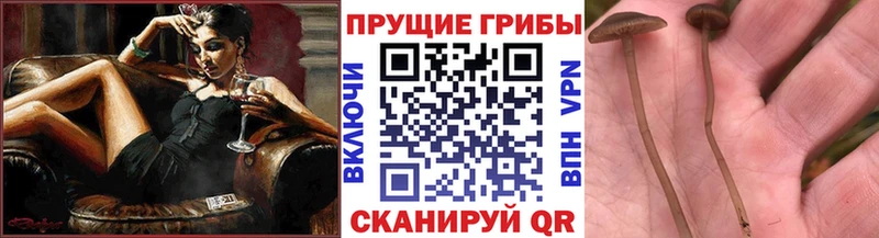 Псилоцибиновые грибы Psilocybine cubensis  магазин продажи наркотиков  Яхрома 